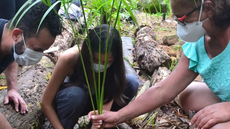 Mãos de adultos e crianças plantando uma muda na mata do Quilombo da Fazenda