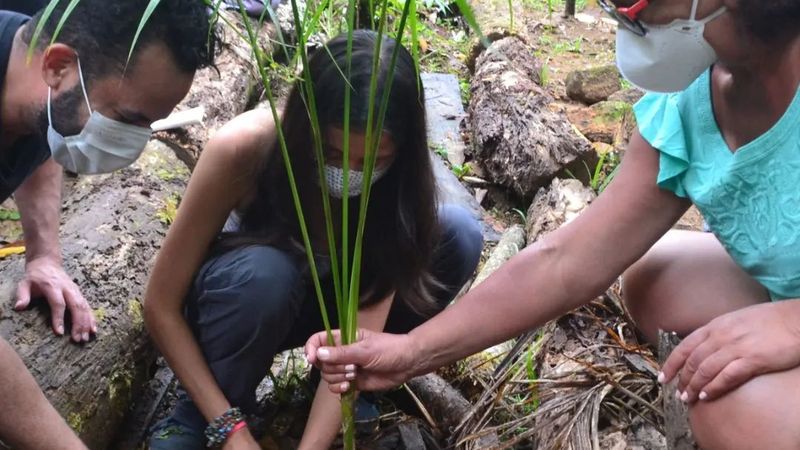 Mãos de adultos e crianças plantando uma muda na mata do Quilombo da Fazenda