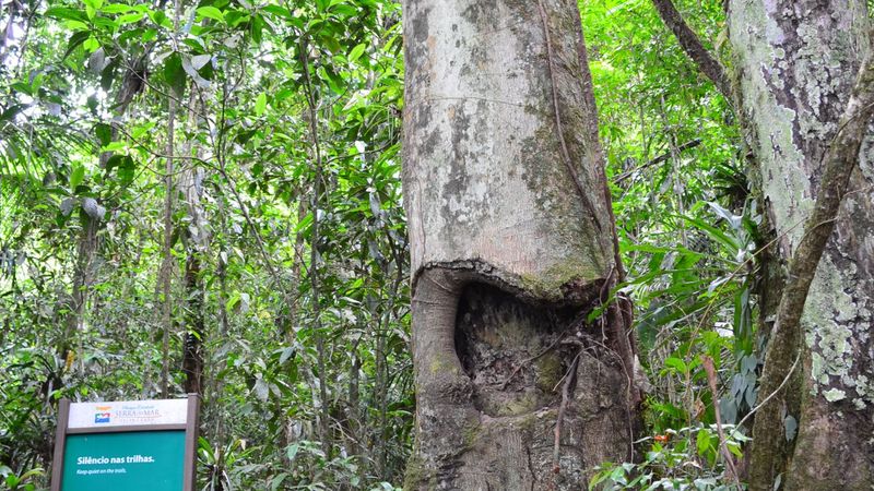 Tronco de árvore gigante na trilha da Mata Atlântica do Quilombo da Fazenda, com placa de identificação