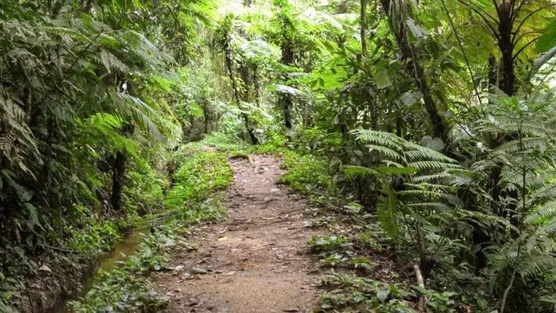 Trilha de terra no meio da Mata Atlântica, no Quilombo da Fazenda, em Ubatuba
